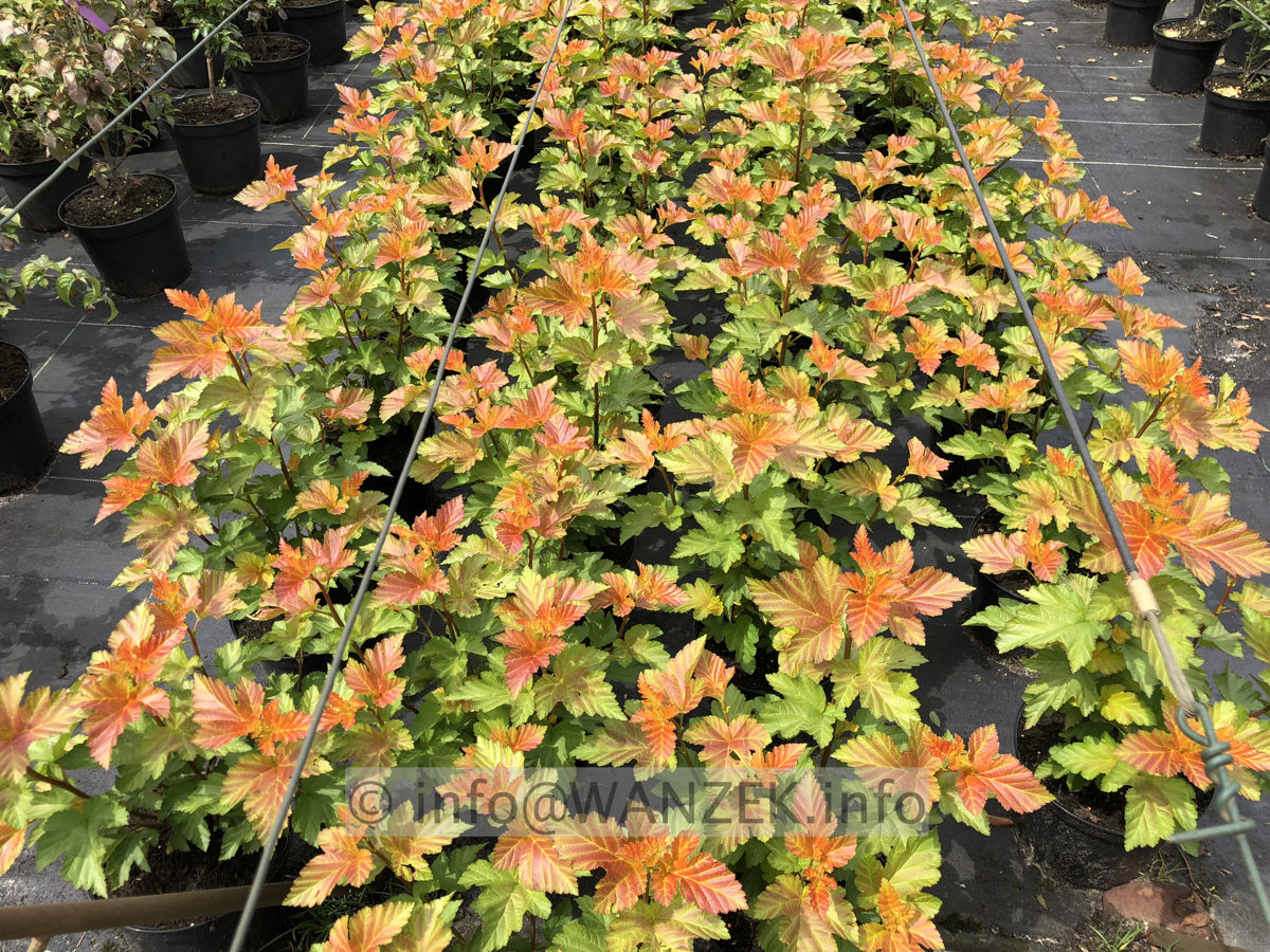 Physocarpus opulifolius Amber Jubilee 01.JPG